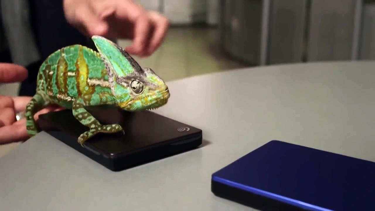 Забавный хамелеон меняет цвет