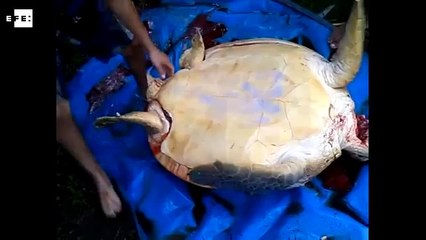 Mira cómo estos jóvenes arrastran a una tortuga gigante amarrándola a un carro