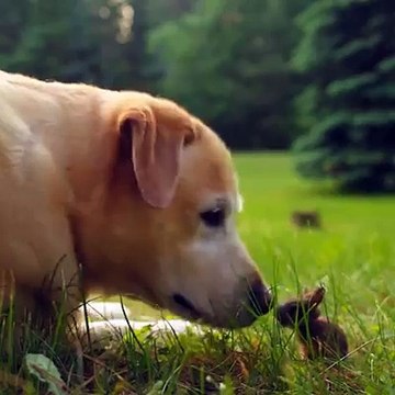 Vea la reacción de este perro con un conejo recién nacido