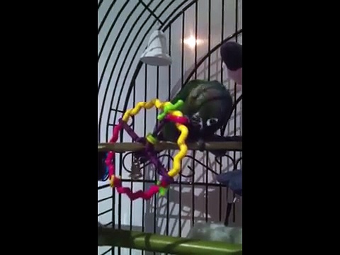 A very playful Conure