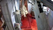Abattoir d'agneaux de lait en caméra cachée, La pire barbarie jamais dévoilée