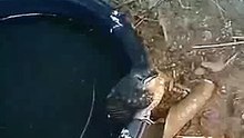 Suara Burung Murai Batu Anakan Penangkaran