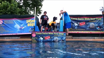 Standard Poodles Harry & Louie dock jump into swimming pool simultaneously