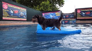 Terrier mix Ras gets splashed while balancing on pool float