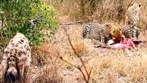 Documentary filmmaking Lion Vs Hyena_ Cheetah Vs Hyena _ Leopard vs Hyena Real F