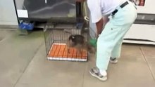 baby monkey riding on a pig!