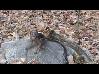 Baby Langur Monkey - Pench - India