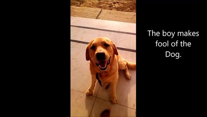 Funny Videos of Smart Dog Rambo - Cute Lebra Dog doing funny things
