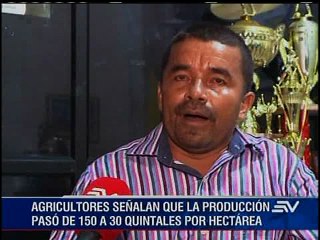 Crisis de los maiceros en Ecuador, 50% de la cosecha perdida por plagas