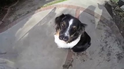 DOG with TWO NOSES!!! MEET TOBY!!!