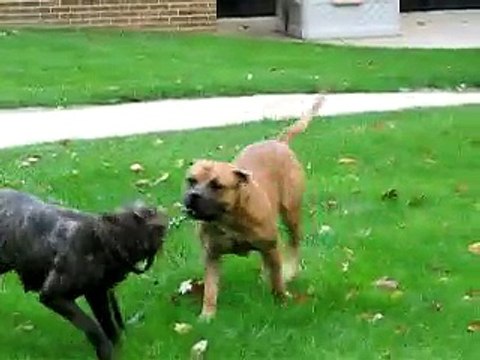 Cane Corso vs Boerboel square off who is the Most Atheltic Mastiff? (Part 9)