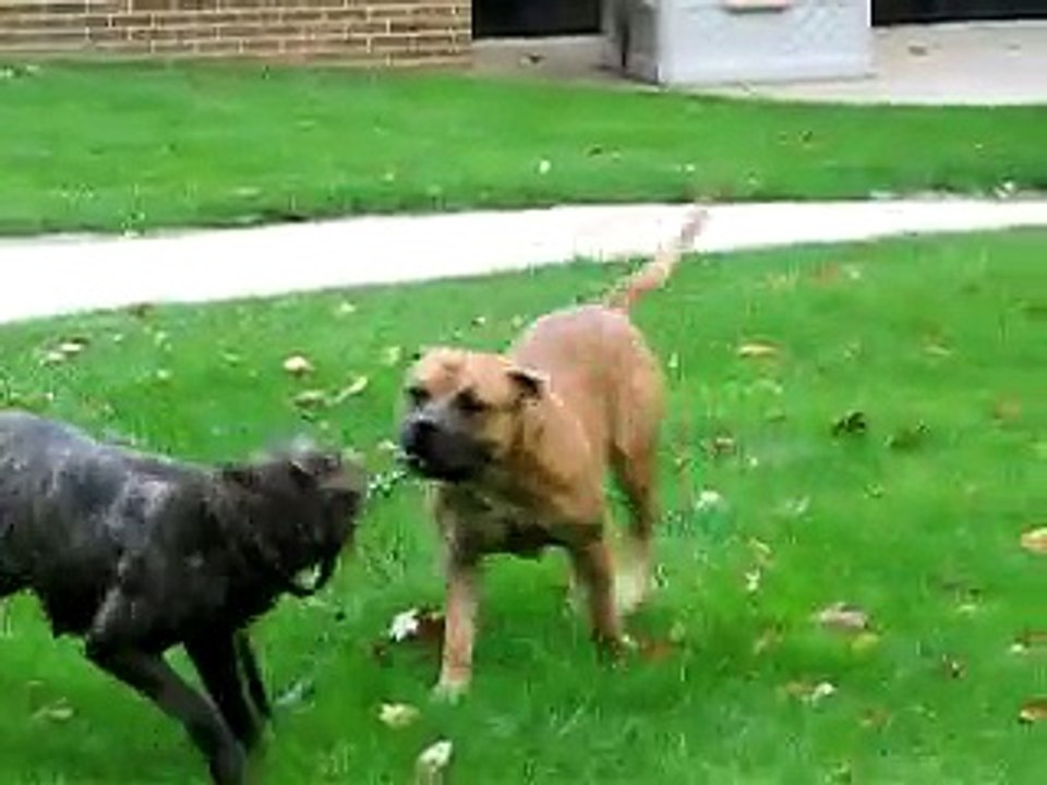 Cane Corso vs Boerboel square off who is the Most Atheltic Mastiff? (Part 9)
