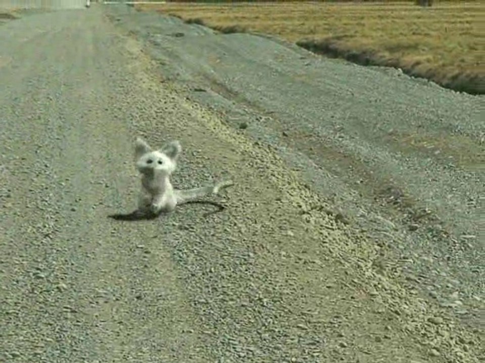 A Mysterious Animal Vanishes Like a Fart in The Wind