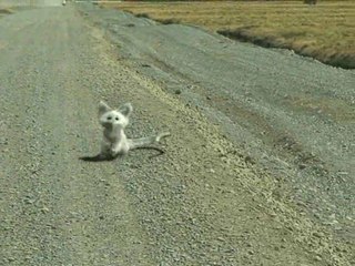 A Mysterious Animal Vanishes Like a Fart in The Wind