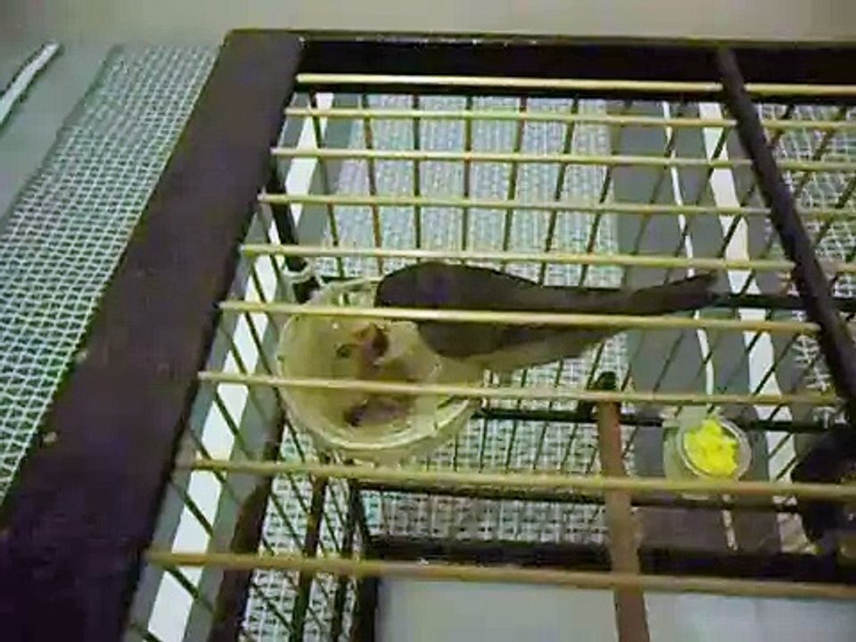 Femea de coleiro Estrela 2012 SHOW!