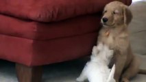 8 week old golden retriever puppy takes on 8 week old scottish terrier puppy