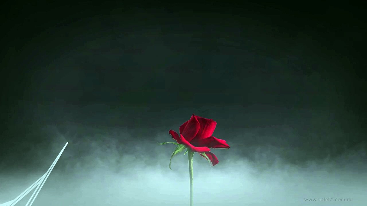 One flower it took to ascend an entire nation