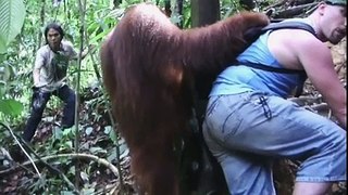 Ormanda Yol Kesip Çanta Araklayan Orangutan Yok Böyle Bir Şe