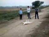 زرا نم ہو تو یہ مٹی بڑی زرخیز ہے ساقی۔۔۔!!!پاکستانی نوجوان نے ایسا بہترین طیارہ بنایا ہے جس کی اڑان دیکھ کر آپ دنگ رہ جائیں گے ۔۔۔ضرور دیکھیں