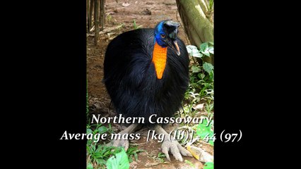 Top 10 Heaviest Living Birds in the Earth