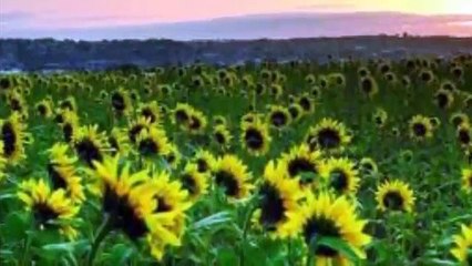 I'll Take You Home Again Kathleen cover Elvis Presley