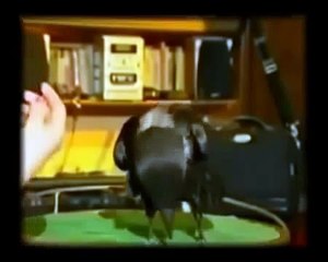 Удивительная птица!