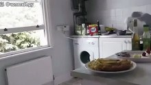 ЧАЙКА воровка!