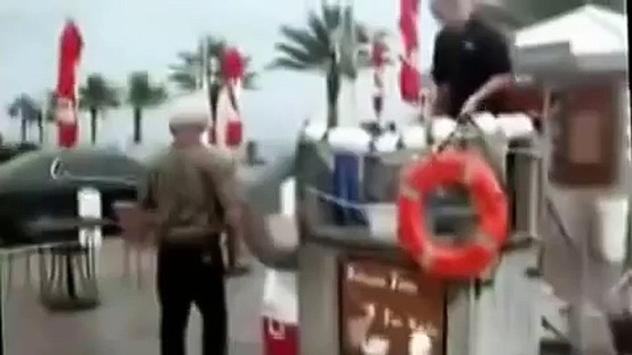 Чайка Против Пеликанов!