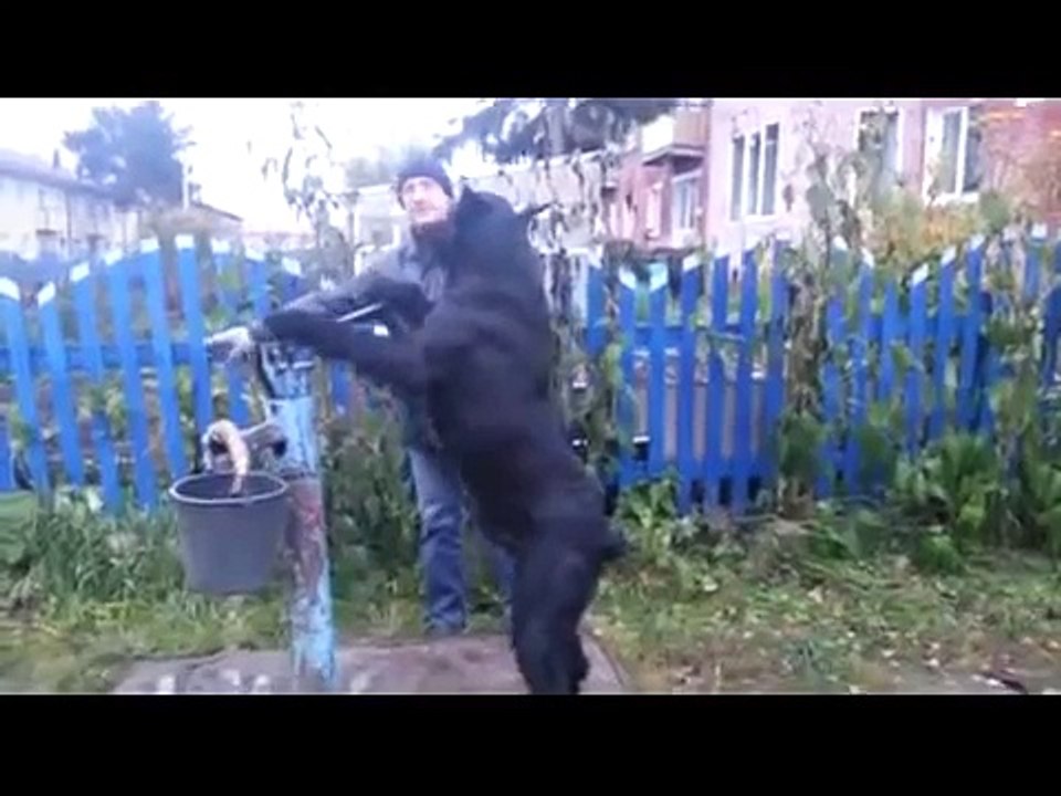Я себе тоже хочу такого помощника