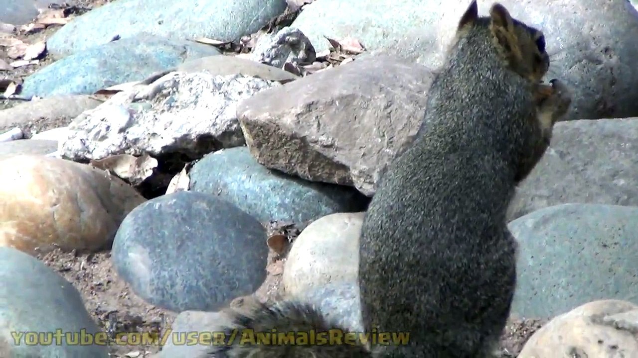 Funny Squirrel and Peanuts