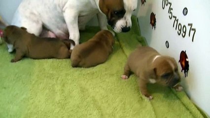 18ème vidéo La maman et ses petits staffies de STAFFORDLAND