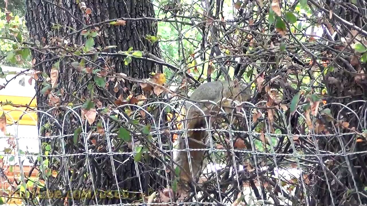 Squirrel Funny video