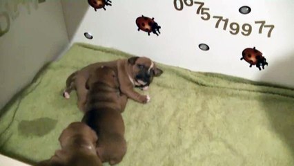 22ème vidéo Chiots à 3 semaines de la naissance de STAFFORDLAND