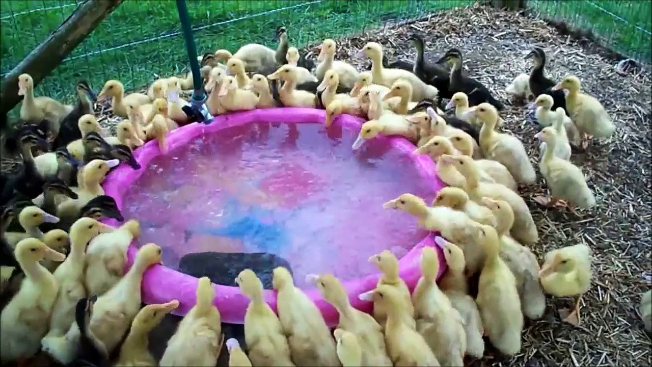 Piscine municipale pour bébés canards... Trop mignon!
