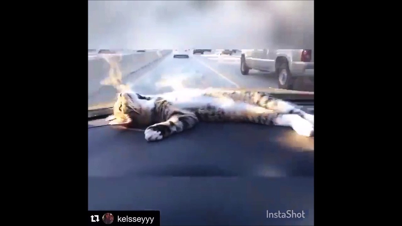 Ce chat kiffe dormir en voiture... sur le tableau de bord