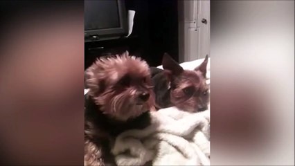 Un chien qui entend ce qu'il veut entendre
