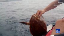 Un homme en kayak sauve une tortue de mer piégée dans un filet. Beau geste