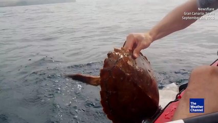 Un homme en kayak sauve une tortue de mer piégée dans un filet. Beau geste