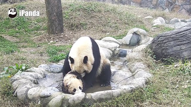 Cette maman panda oblige son petit à prendre son bain. Adorable