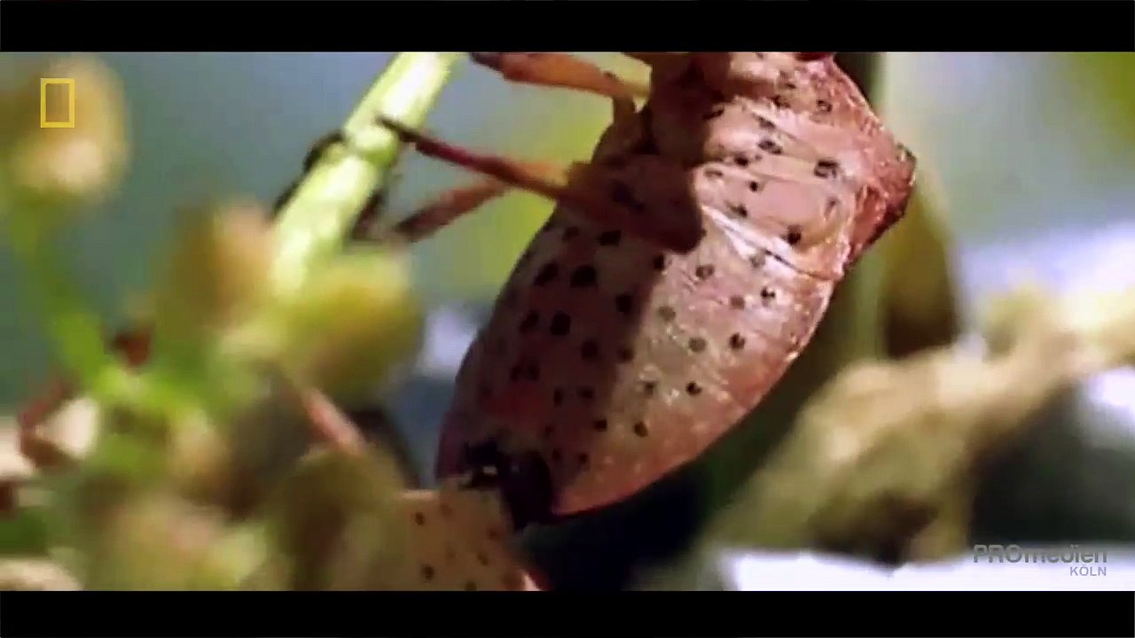 Olağanüstü Dünya : Kelebekler ve Böcekler (Türkçe Belgesel)