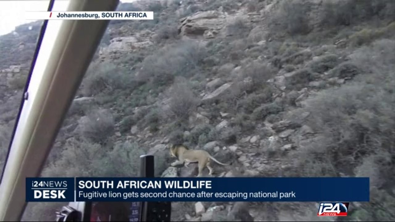 South Africa: fugitive lion gets seconde chance after escaping national park
