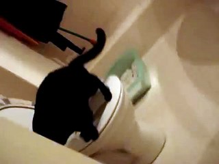 My Cat Pooping In The Toilet