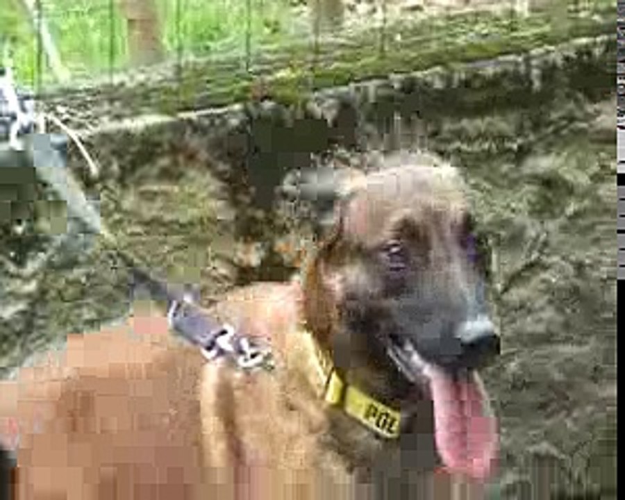 3 malinois du clos dominant