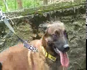 3 malinois du clos dominant