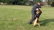 German shepherd protection dogs training - bite work and long attack - male Tayson
