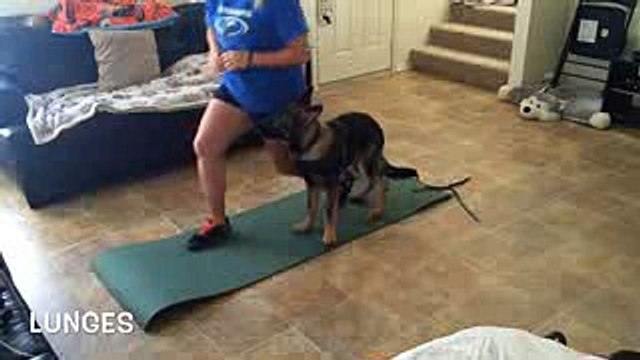 German Shepherd works out with owner