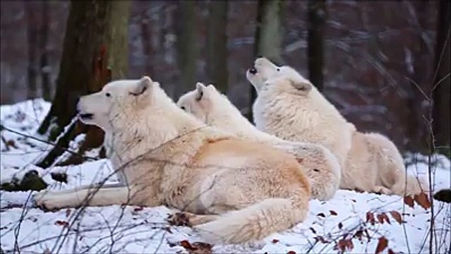 Riprendere 3 lupi nella foresta ma nota qualcosa in lontananza....