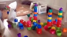 Parrot loves to destroy everything!