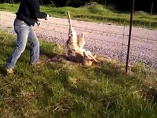 Un uomo corre subito in  aiuto di un lupo. Era rimasto intrappolato con la zampa in un recinto.