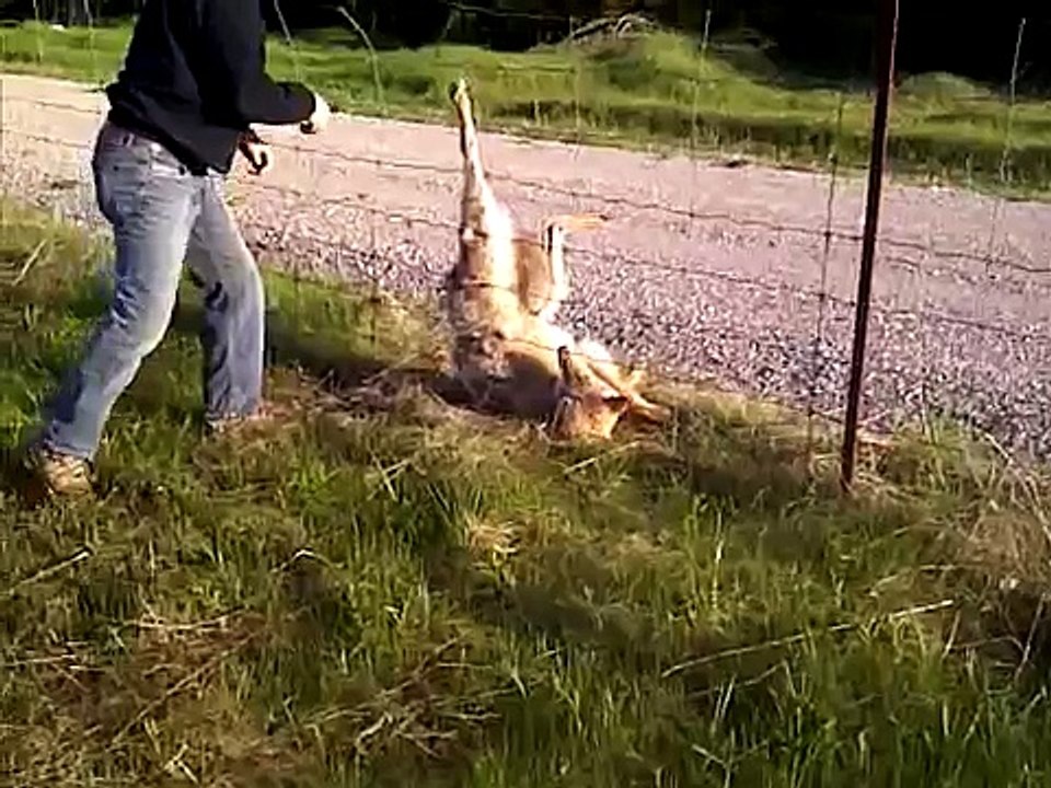 Un uomo corre subito in  aiuto di un lupo. Era rimasto intrappolato con la zampa in un recinto.